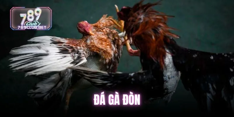 6 Kỹ Thuật Đá Gà Đòn Giúp Sư Kê Huấn Luyện Hiệu Quả da-ga-don (1)